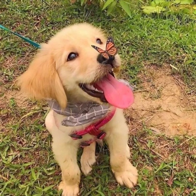 治愈系萌宠可爱微信头像