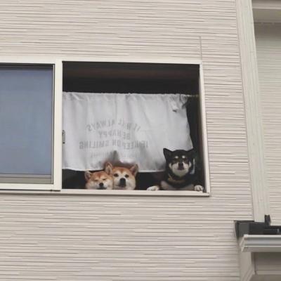 超级可爱的动物狗狗头像