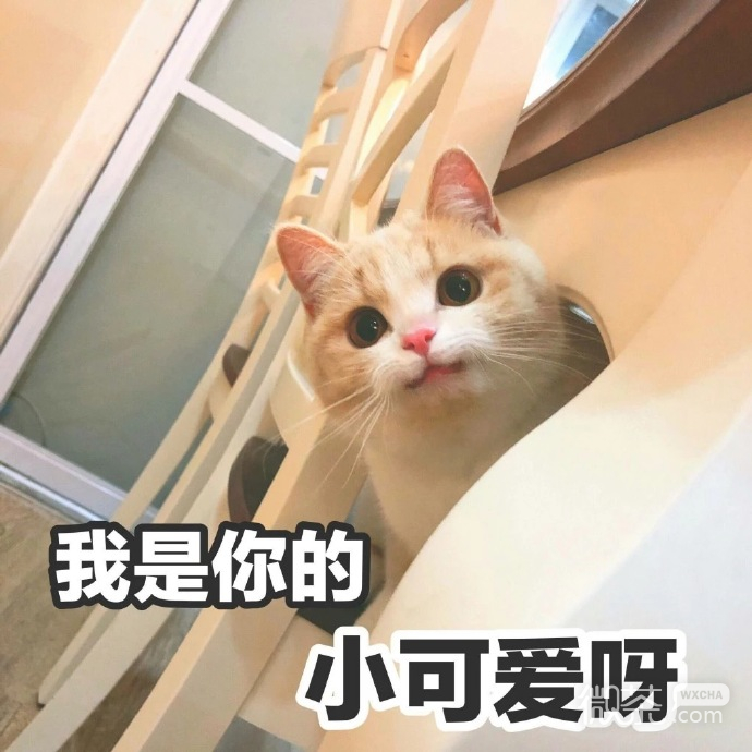 最可爱小宠物猫咪微信表情包 ​​​​