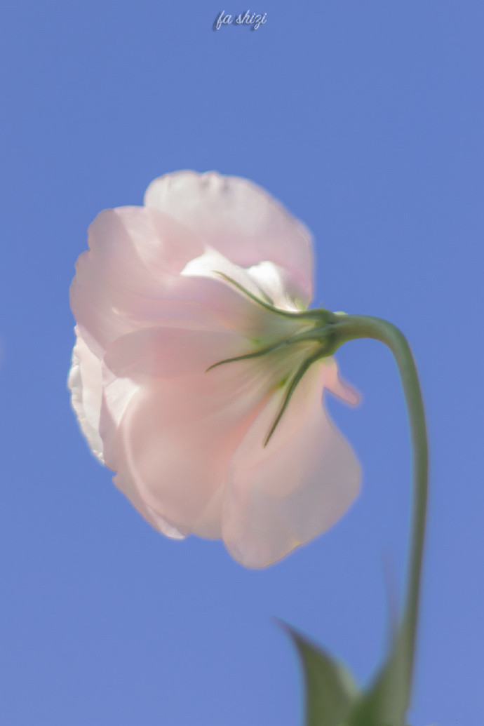 清新到炸裂的微信聊天背景图