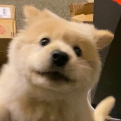 超可爱的萌宠头像