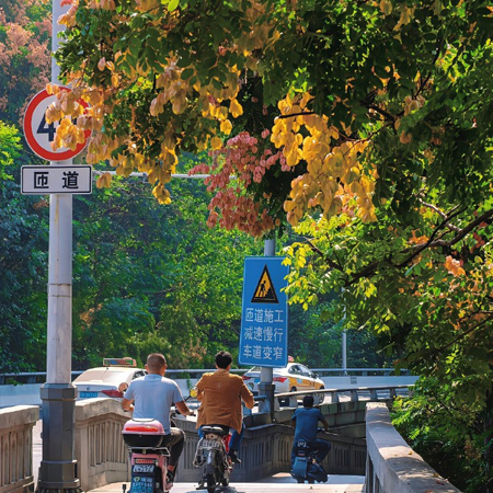 最新超级绚烂好看的栾树花图片