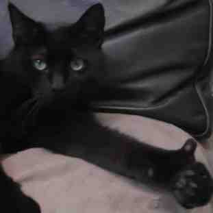 猫猫给你点赞微信表情包