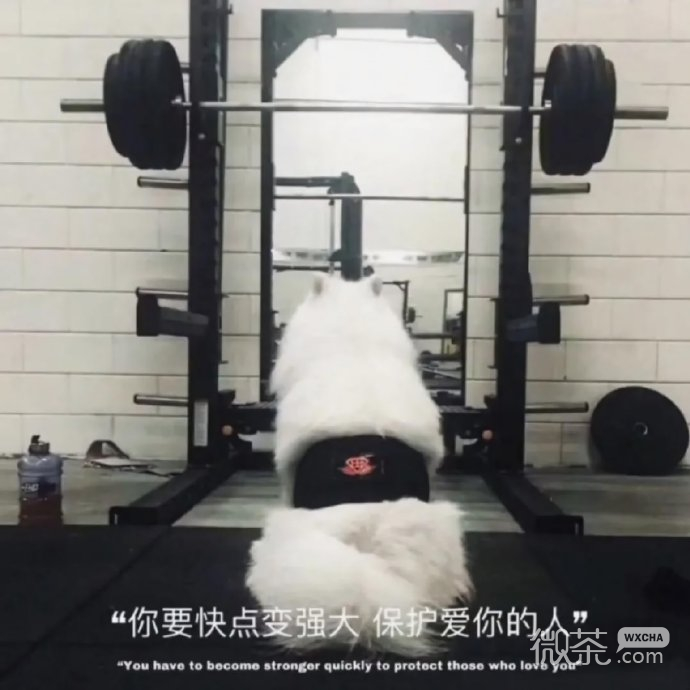 2021好看的唯美的微信聊天背景图