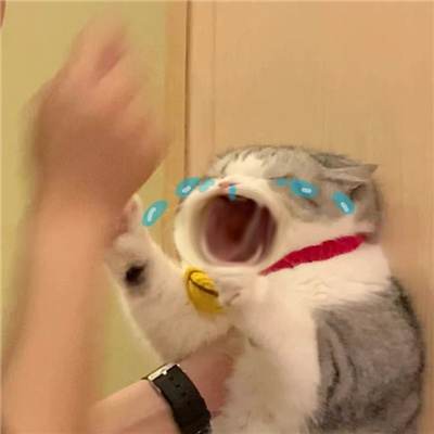 有趣搞怪的大嘴猫表情包