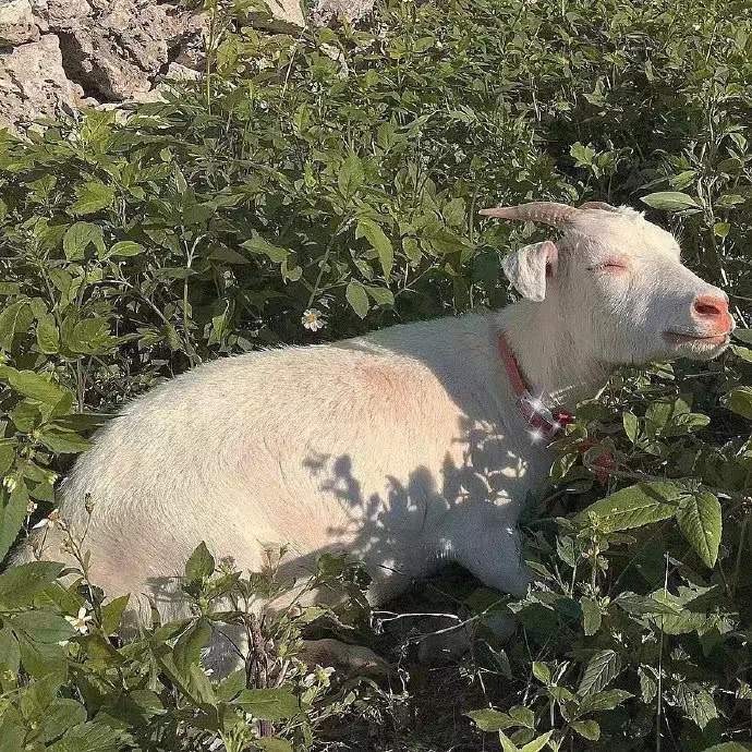 绿色系治愈小清新的微信背景图