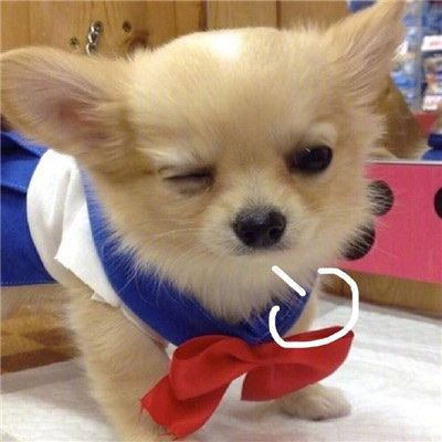 动物叹气可爱微信头像