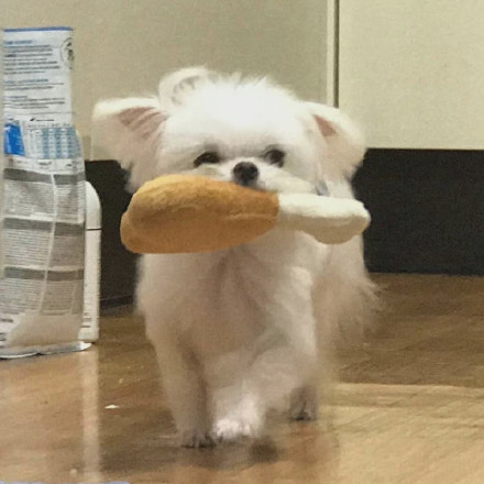 狗狗叼着东西可爱微信头像