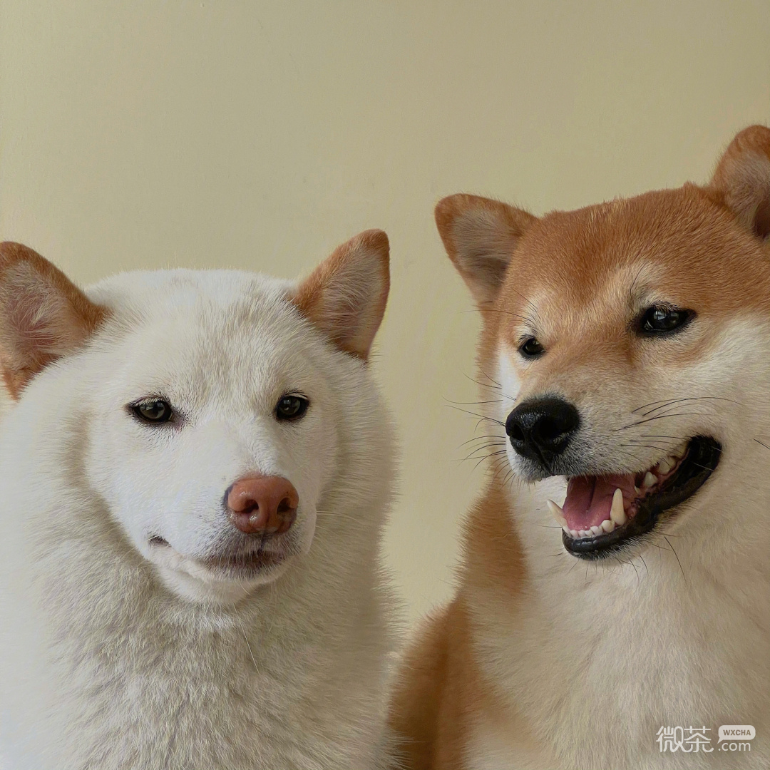 柴犬可爱微信头像