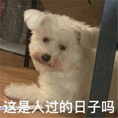 超级实用的表情包