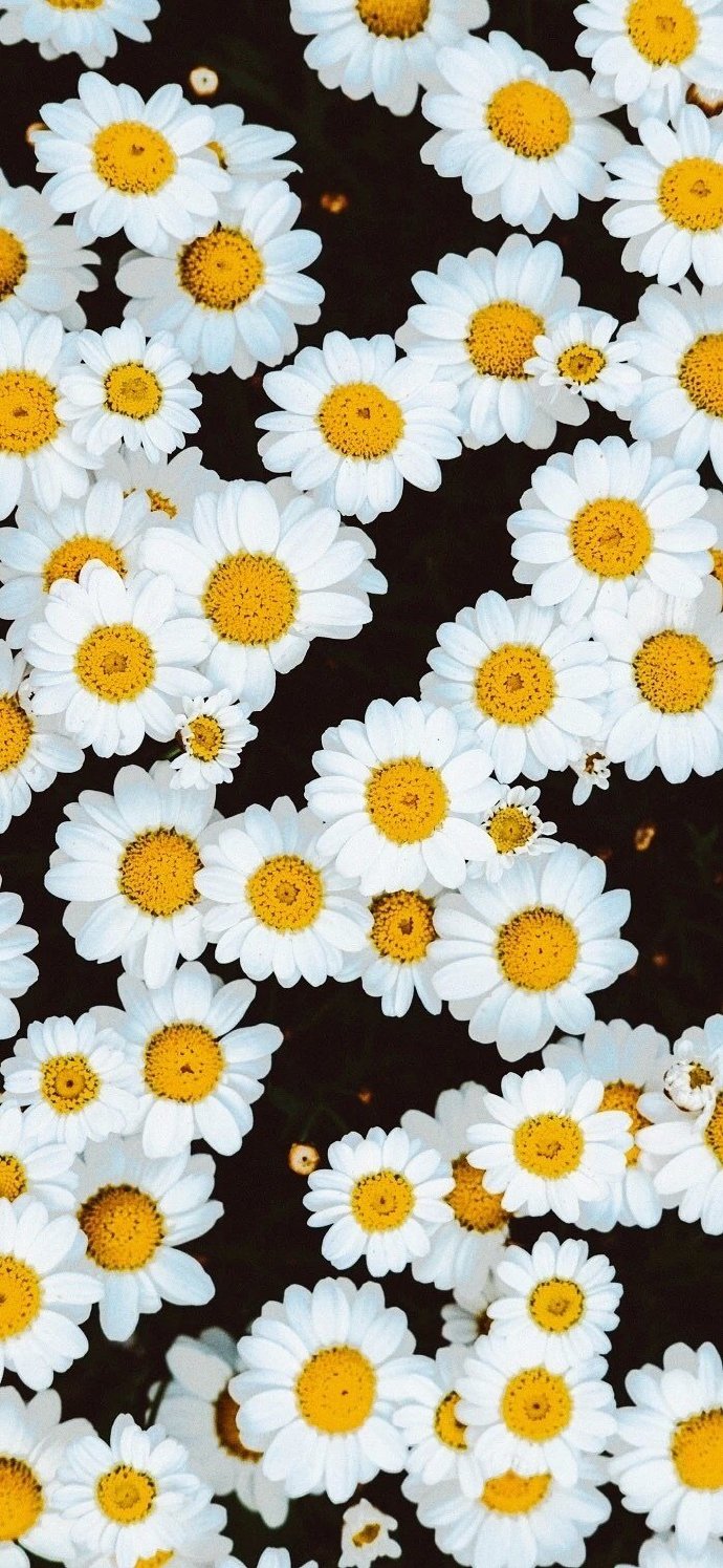 超爱的好看的手机壁纸