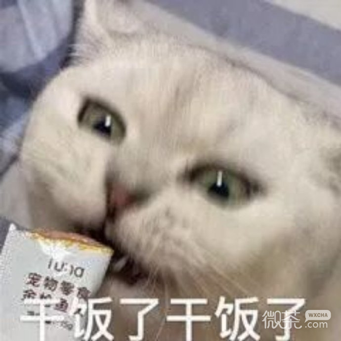 可爱小猫猫微信表情包