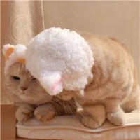 可爱有趣萌萌的猫咪情侣头像