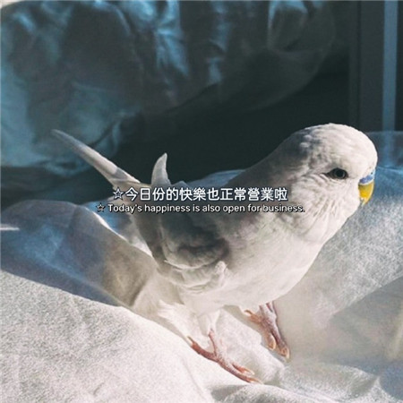 温柔努力文字控必备的微信聊天背景图