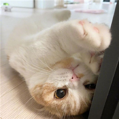 可爱又好看的小猫咪头像