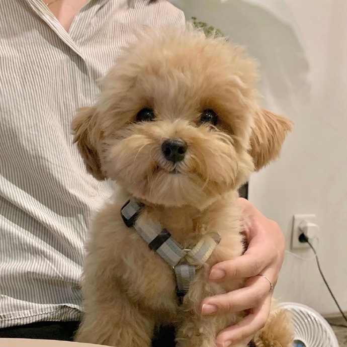 最可爱狗狗微信头像