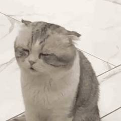 暴躁的可爱猫猫动态微信表情包