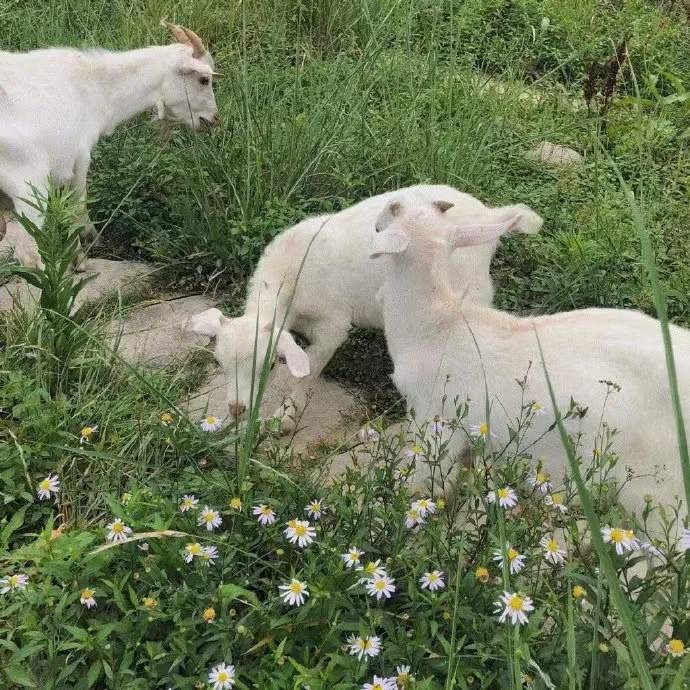 绿色系治愈小清新的微信背景图