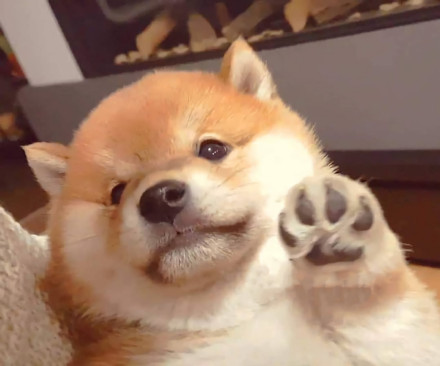 可爱的憨小柴微信头像