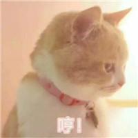 可爱萌萌哒喵星人猫咪情侣头像