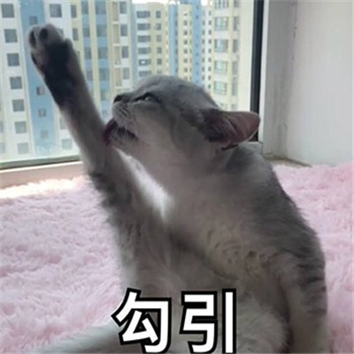 很实用新颖很可爱微信表情包