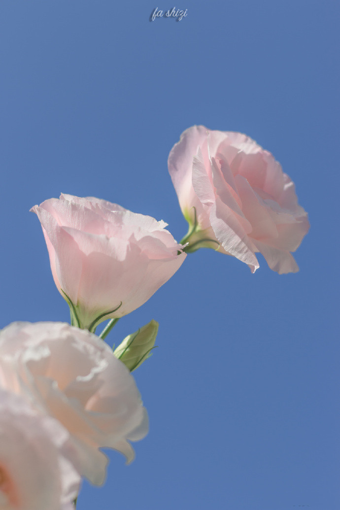 清新到炸裂的微信聊天背景图