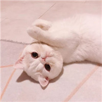 可爱萌萌哒喵星人猫咪情侣头像