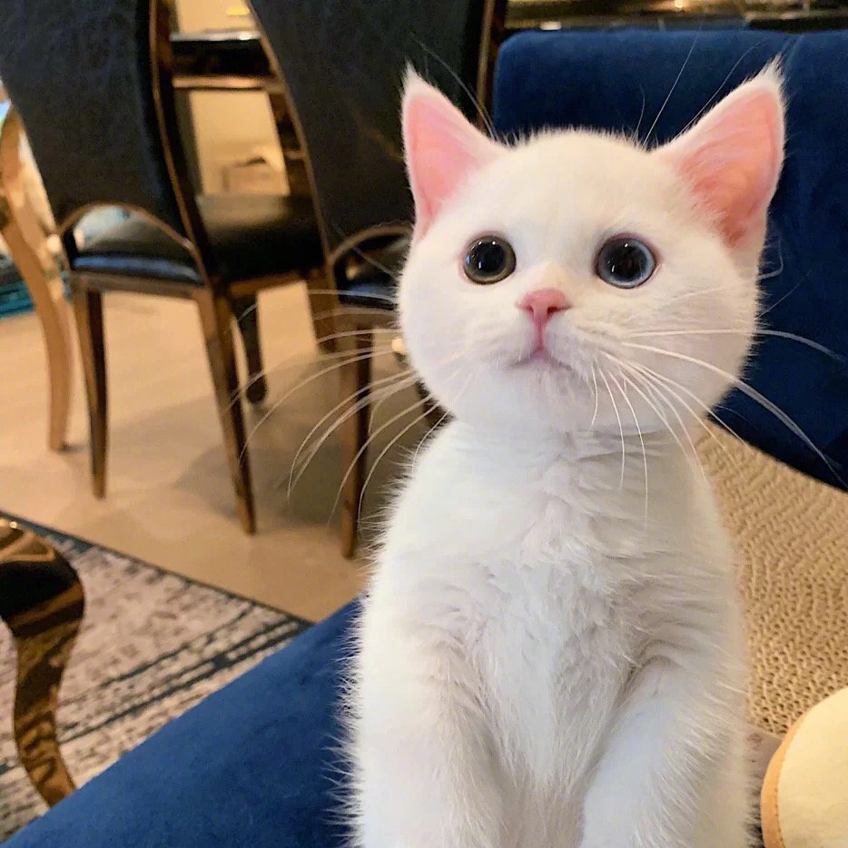 萌化人心的可爱猫猫微信头像