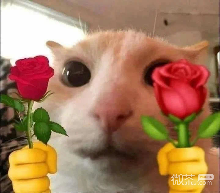 拿玫瑰的小猫咪微信表情包