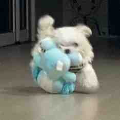 狗狗叼着东西可爱微信头像