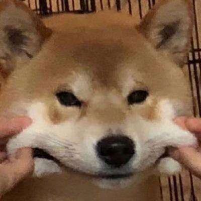 超级可爱的动物狗狗头像