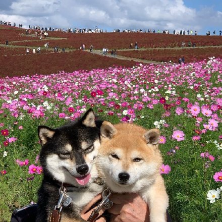 甜甜的柴犬情侣微信头像