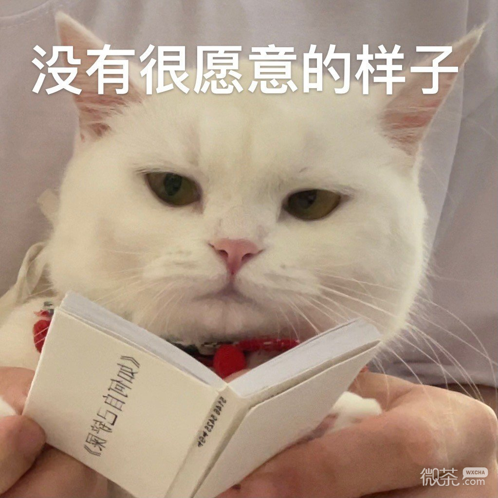 猫猫在线看《如何自己铲屎》可爱微信表情包