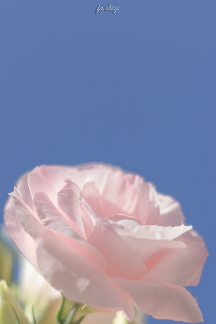 清新到炸裂的微信聊天背景图