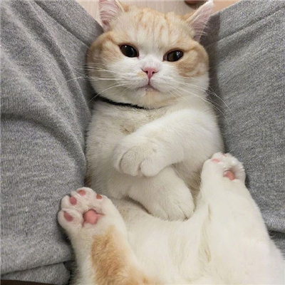 可爱又好看的小猫咪头像