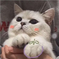 呆萌萌萌哒沙雕宠物情侣头像