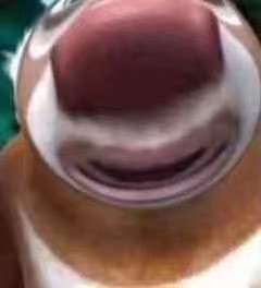 《熊出没》熊大熊二沙雕微信表情包