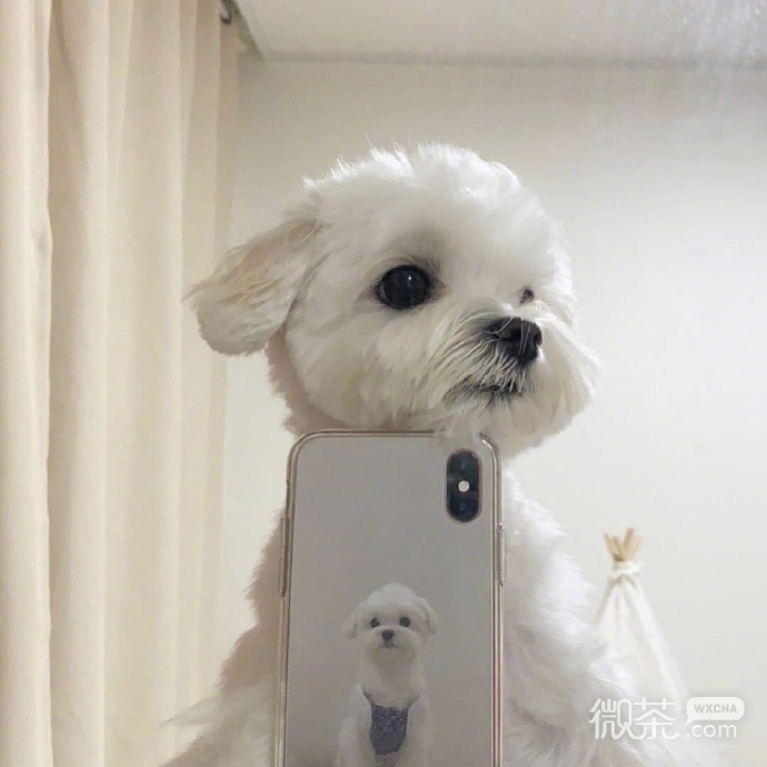 沙雕搞笑卡通个性微信头像
