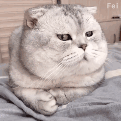 可爱猫猫萌萌的动态微信表情包