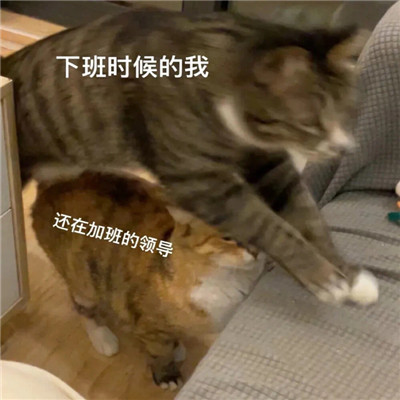 热门收藏表情包