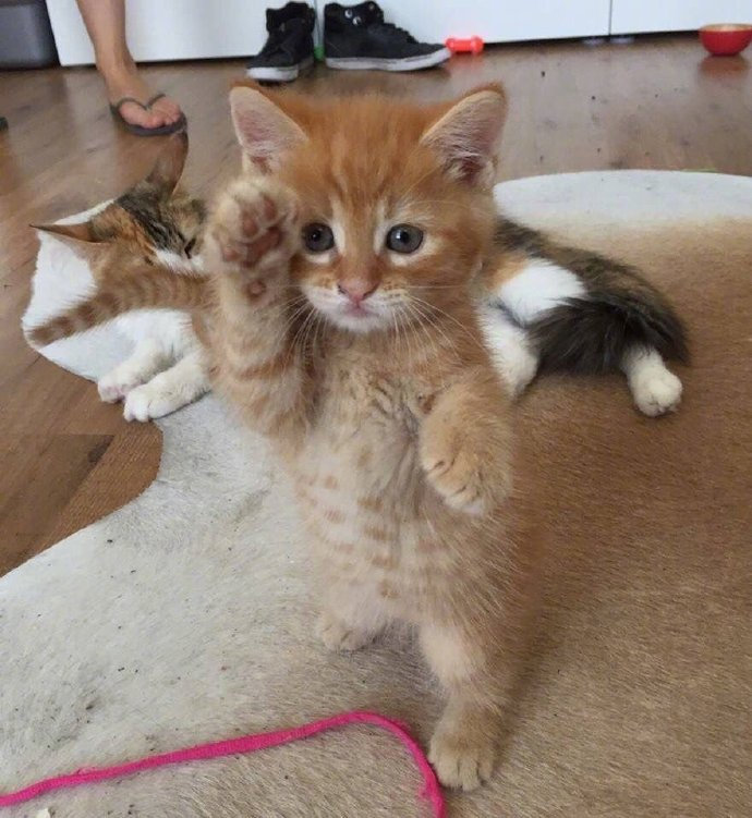 猫咪敬礼可爱微信表情包