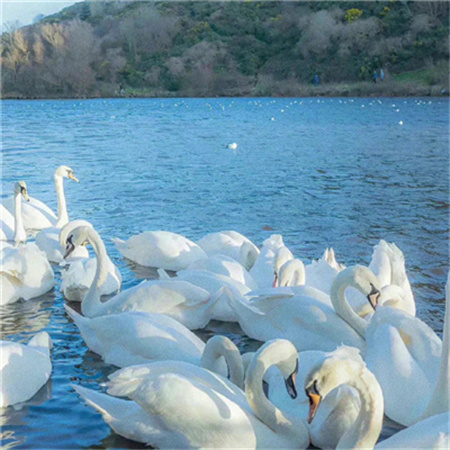 颜值很高的气质背景
