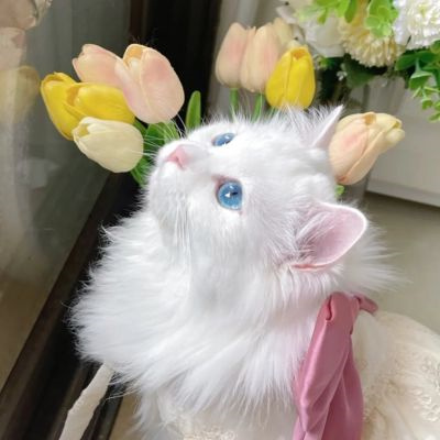 超萌超可爱又招财的猫咪头像