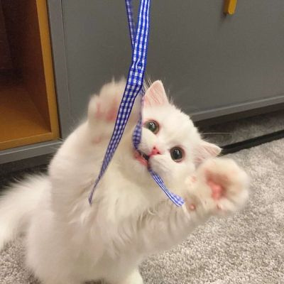 超萌超可爱又招财的猫咪头像