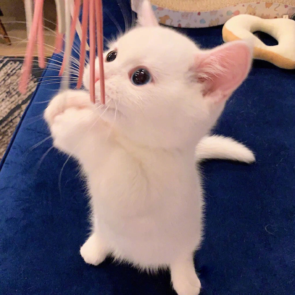 萌化人心的可爱猫猫微信头像