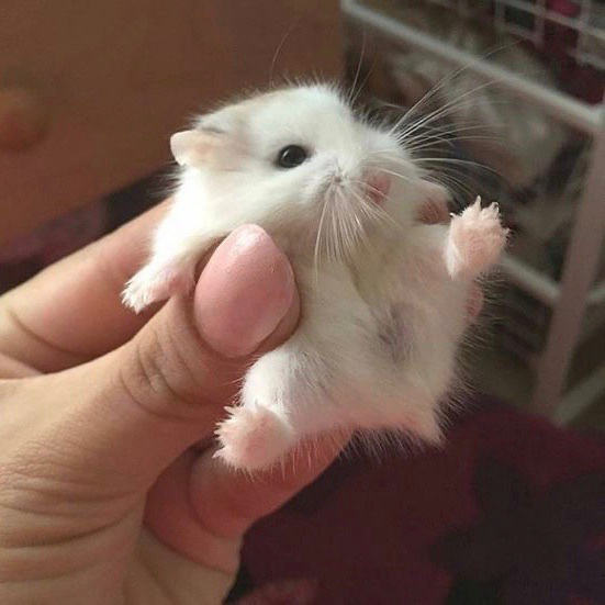 可爱的仓鼠搞怪微信头像