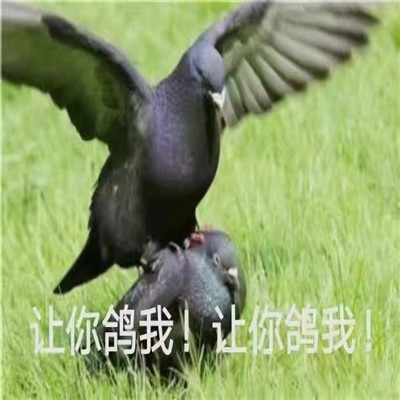 放鸽子必备的微信表情包