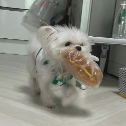 狗狗叼着东西可爱微信头像