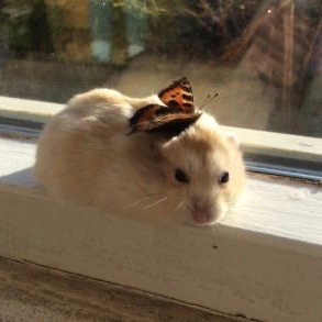 可爱的仓鼠搞怪微信头像