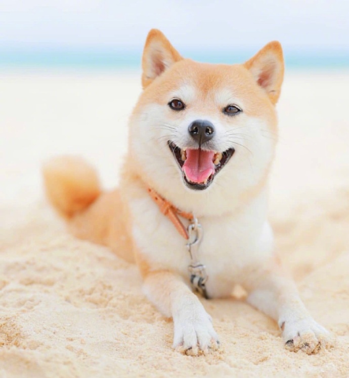 爱笑的可爱狗子微信头像